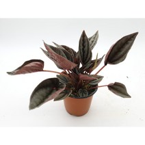 멘도자 페페(소품10x9)-묘목