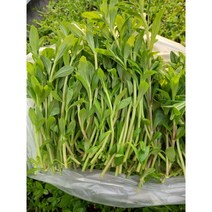 국내재배 동남아시아야채 향신료 야채 라옴 마옴팍가옝(노옴)(LIMNOPHILA GEOFFRAYI), 100g, 1개