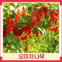 오미자나무 묘목 실생2년생 뿌리 특묘 5개