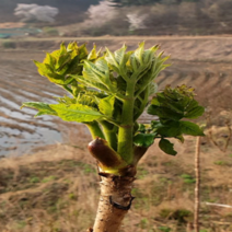 [한국인의 밥상 방영] 국산 두릅 참두릅 엄나무순 개두릅 가죽나물 500g 1kg 1.5kg 2kg 제철 산나물 봄나물, 1-1. 참두릅 500g, 1개