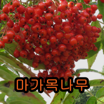 마가목나무 실생2년특묘 5그루 나무 묘목 꽃나무 유실수 과일나무