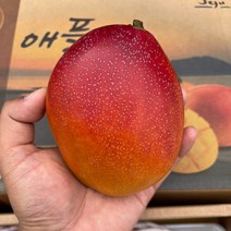 제주 애플 망고 3kg, 왕특대3kg 5과, 1개
