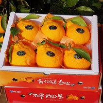 첫 출하! 제주 한라봉 2kg(6-8수 대과 선물용) 오감만족 상큼하고 과즙미 팡팡 품격있는 과일선물세트! 연말새해 과일선물
