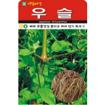채소 종자 재배 씨앗 우슬씨앗(5000립) (A0545)