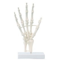 ZIMMER 손 골격 모형 6040 손뼈 관절 모형