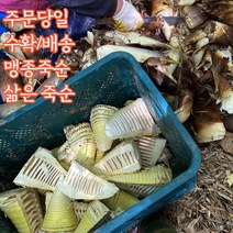거제 죽순 맹종죽순 삶은죽순 손질죽순 500g 1kg, 1팩