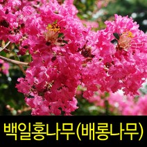 순희농장 배롱나무 목백일홍나무 R6, 배롱나무분 R6  (분  1개)