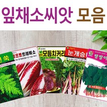 살아있는 씨앗 모음 채소씨앗 상추 쑥갓 궁채 유럽 치커리 루꼴라 치커리 청경채 시금치 파 양파 부추 도라지 곰취 더덕 곤드레 나물 내이 종자, A- 생채 x 1개, 1개