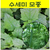 수세미모종 (10개) wj366