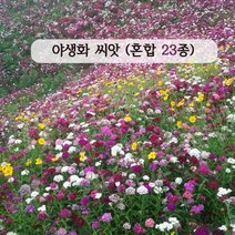 아시아종묘 꽃씨앗종자 혼합 야생화 23종 모음 (100g), 단품없음
