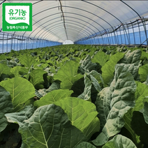 유기농 케일 신선초 주스용 즙용 1kg 2kg 무농약 채소 농장 녹즙, 즙용 케일 4kg