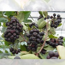 아로니아 블랙 초크베리 실생 2년 트레이묘 화분 2개 세트