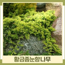 향나무 묘목 황금좀눈향 길이30~40cm 1개