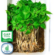 오투365 산소수인삼 흙냄새없는 새싹인삼 수경재배 당일수확, 1박스, 중(25cm) 100뿌리