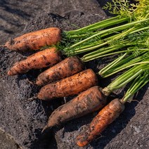 [팜니스] 제주 햇 당근 흙당근 특 못난이 주스용 3kg 5kg 10kg, 3kg 특