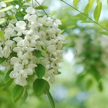 캔들로망 로비니아 ROBINIA, 500ml