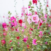 [모야모 꽃씨] 접시꽃 5종 씨앗 선택구매, 겹꽃 혼합색 20립, 1개