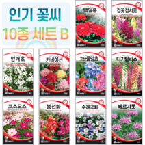 꽃씨 10종 세트 B 백일홍 접시 안개 꽃 카네이션 물망초 디기탈리스 코스모스 꽃 씨앗