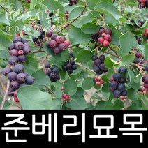준베리(발레리나) 삽목2년 포트 나무 묘목 도시농부