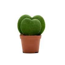 그린테라피 실내공기정화식물 관엽 모종 미세먼지제거, 더블하트호야 모종, 1개