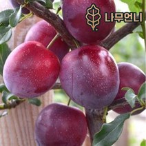 플럼코트 유실수 나무언니