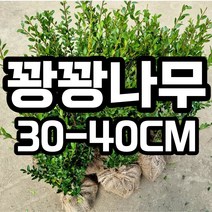 꽝꽝나무 묘목 철쭉마켓 생울타리 울타리나무 정원꾸미기 마당 화분 나무시장 토피어리 정원수 상록수, 꽝꽝나무 1개 배송비별도