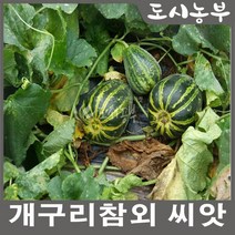 개구리참외 씨앗/재래 종자/50립 판매/도시농부/참외