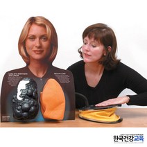 금연교육자료 폐비교모형 3d 펌프형