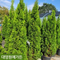 [차량/착불] 에메랄드그린 H1.7 H1.8 측백나무 정원수 싸이프러스, H1.7 포트, 1개