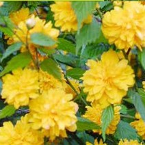 순희농장 겹황매화나무묘목 죽단화묘목 황매화나무 5주 개화주, 겹황매화분 (1m전후)  (5개묶음), 5개