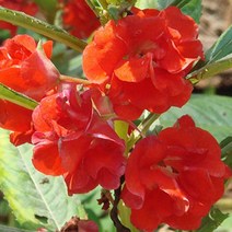 나nanr_씨앗팜 정원 야생화 꽃씨 종자 봉선화 판매 500립 기르기 화씨 화단가꾸기 가꾸기 씨앗 꾸미기♥sksnfll, ♥sstarting