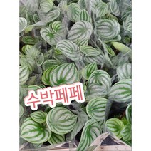 꽃나라엘리스 수박페페-미니수박페페라고도 불린답니다