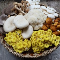 국내산 느타리 송이 목이 모듬버섯세트 1kg, 1개