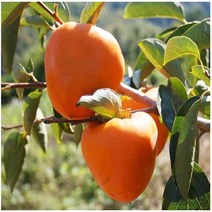 감나무/개량대봉/야오끼/1등묘/(1단10주묶음)(NS)