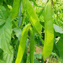 작두콩차 볶음차 어린작두콩깍지차 볶은작두콩차 농가직송 건강한차 500g 1kg