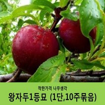 착한가격 나무생각 자두묘목 묶음상품, 왕자두(1단10주묶음)