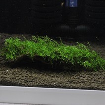 아쿠아마켓 삼각 모스 활착 유목 대(18cm내외) 활착모스