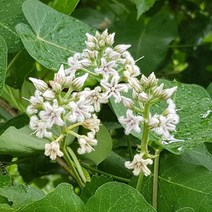 꽃씨앗 박주가리 (80립) -다년초 종자씨앗 야생화 씨앗모음