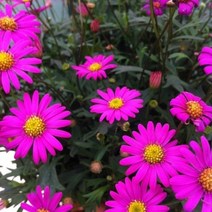 꽃심야생화 사계국화-핑크 4개 묘종 10cm화분묘