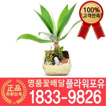 아가페 아테누아타 아가베 개업화분 개업선물 배달 이사 실내공기정화
