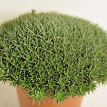 브레비폴리아 다육이 꽃이 참예쁜 별처럼 키우는 다육식물 랜덤3-95, 단품, 1개