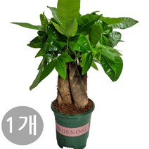 도도팜 1+1 스파트필름/ 호야 테이블야자 고무나무 행운목 스킨답서스 아이비 천냥금 파키라 율마 금전수 나도풍란 리사호야 금전수 보석금전수 문샤인 스투키 토분 공기정화식물, 10.  (1개)파키라(3촉) 1개