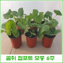 토종곰취 컵포트 모종 = 6주 판매., 1개<곰취 컵포트 6주