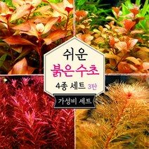 [미초 서비스증정] 키우기 쉬운 붉은 수초 4종 초보수초세트 [3탄] (다이아몬드/오발리스/블러드레드/밀리오필름) / 초보자용 수초 / 수초 세트 / 구피 수초