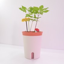 자동급수화분 새싹인삼 키우기 화분 키트 세트 원예체험 교육용 학교 유치원 텃밭