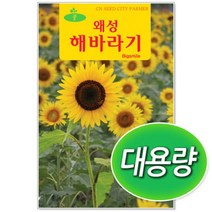 대용량 왜성해바라기씨앗 100g 꽃씨앗, 1개