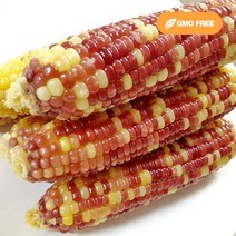 (gmo없는 옥수수) 갓수확한 싱싱한 냉동 찰옥수수 10개 20개 30개