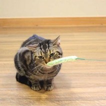 캐티맨 강아지풀 대 1P (84363)