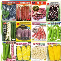 옥수수 콩 씨앗 완두 서리태 백태 작두콩 강낭콩 초당 찰옥수수 종자 텃밭 모음세트, 9.얼룩이34 30g