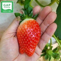 생 딸기 킹스베리딸기 논산딸기 1kg, 킹스베리_왕특(45~54g)
